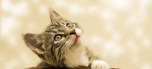 Un vaccin contre l’allergie aux chats existe enfin !