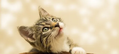 Un chat, envoyé par erreur par la Poste, passe plus d’une semaine...