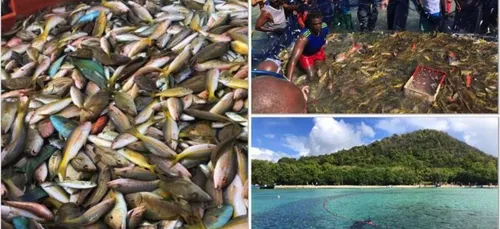 Pêche miraculeuse en Martinique : 3 à 4 tonnes de poissons dans les...