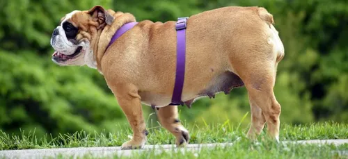 En Italie, des tests ADN contre les crottes de chien sur les trottoirs