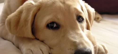 Un labrador perd sa joie de vivre après avoir perdu du poids