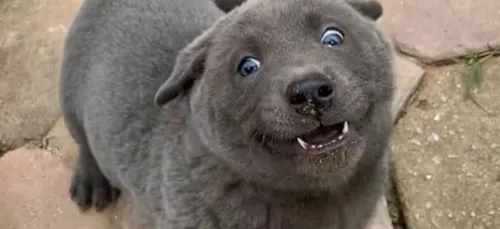 Ce chien qui ressemblerait à un chat est devenu la star des réseaux...