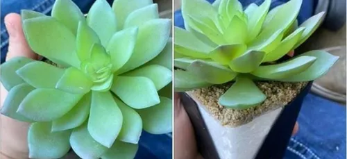 Elle prend soin de sa plante pendant deux ans avant de découvrir...