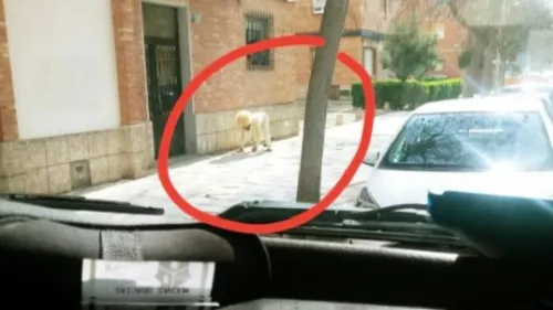 Espagne : un homme se déguise en chien pour sortir de chez lui...