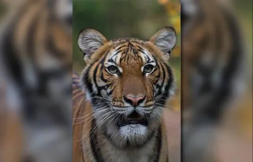 Coronavirus : un tigre du zoo de New York testé positif