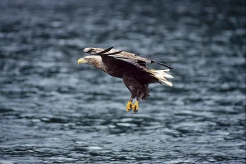 Au Royaume-Uni, les pygargues à queue blanche font leur retour...