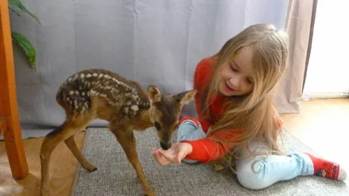En Bretagne, un chasseur a confié un jeune faon qui avait perdu sa...