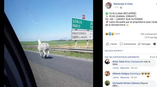 Dans l’Aisne, un lama s’échappe de son enclos et sème le trouble...