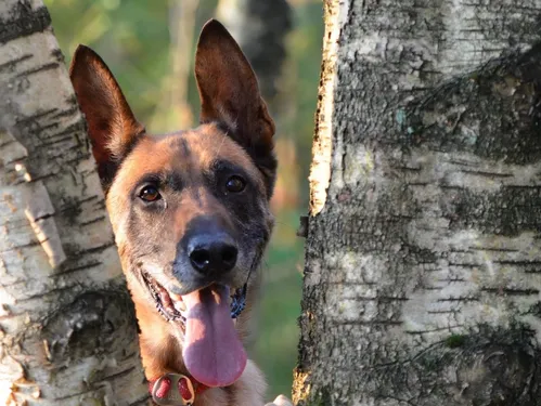 Des bergers malinois dressés pour flairer le Covid en 30 secondes