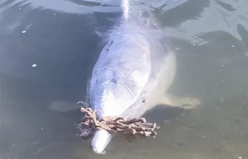 Mystique : un dauphin pas comme les autres !