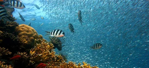 Journée mondiale de l’Océan, préserver nos espaces marins