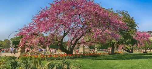 Le Jardin du Musée Albert Khan et le Jardin d'Acclimatation...