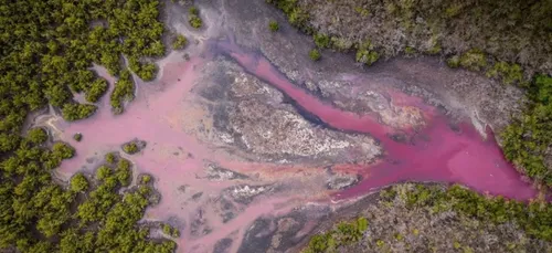 La mangrove du Diamant devient rose