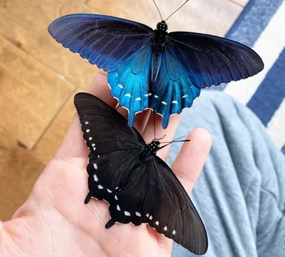 Il repeuple une espèce rare de papillon chez lui