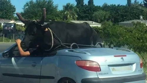 Il transporte un taureau à l’arrière de sa décapotable