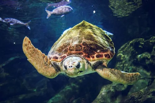Une tortue marine vient pondre sur une plage à Fréjus