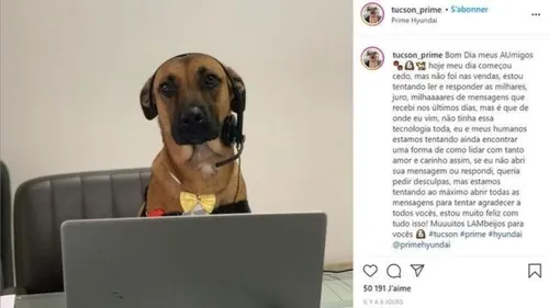 Un chien rode régulièrement devant une concession automobile, son...