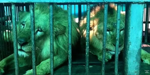 Trente-trois Lions du cirque rentrent en Afrique après une vie de...