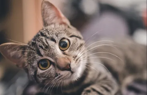 Un chat désigné personnalité de l’année en Nouvelle-Zélande ?