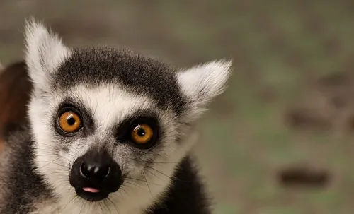 Le zoo de Guadeloupe : lauréat du prix « Traverler’s Choice Award »...