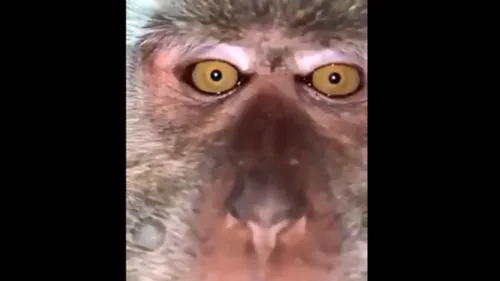 Il retrouve les selfies d’un singe sur le téléphone portable qu’il...