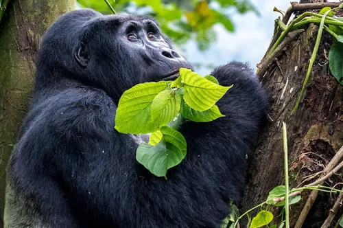 La population des gorilles des montagnes ne cesse de croître, en...