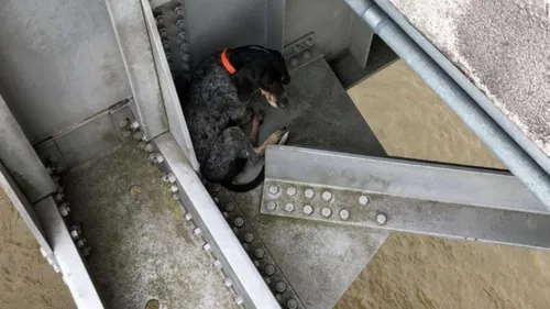 L’histoire du jour : un chien suspendu dans le vide sauvé par des...