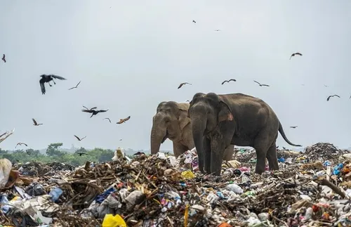 En quête de nourriture, des éléphants sauvages ont été...