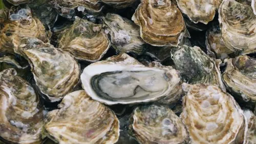 Une huître géante de plus de 2 kilos découverte en Bretagne