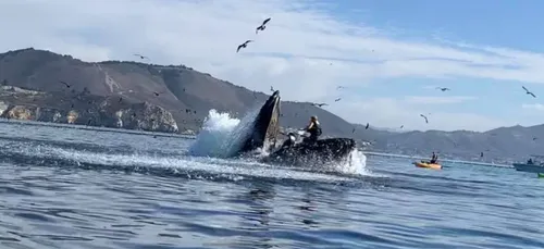 En Californie, deux kayakistes finissent par accident dans la...