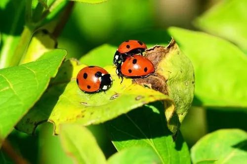 Une nouvelle espèce de coccinelle exotique observée à La Réunion