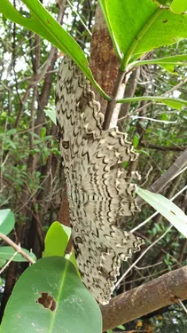 Le plus grand papillon du monde observé en Guadeloupe