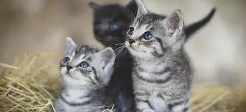 Jusqu'à 750 euros d'amende si votre chat n'est ni tatoué ni pucé