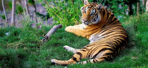 Un tigre en liberté retrouvé au Texas après une semaine de recherches