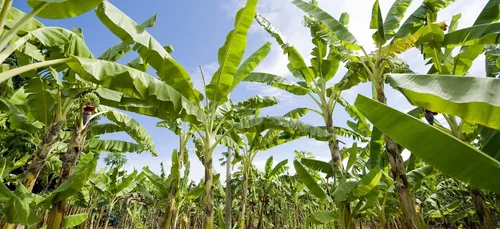 Chlordécone en Guadeloupe: nouvelles plaintes d'un syndicat