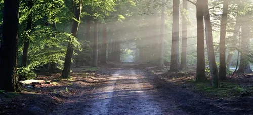 Il est retrouvé vivant dans une forêt, cinq ans après sa disparition
