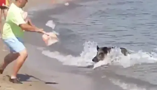 Un sanglier sème la panique sur une plage après être sorti de l’eau...