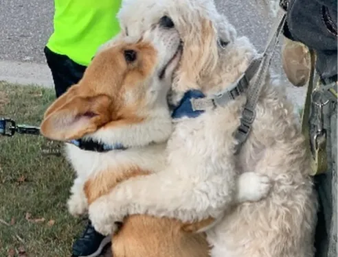 Wallace le corgi : le chien qui fait des câlins à chaque congénère...