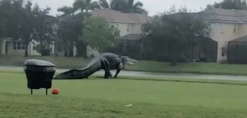 Un alligator géant filmé sur un terrain de golf en Floride (Vidéo)