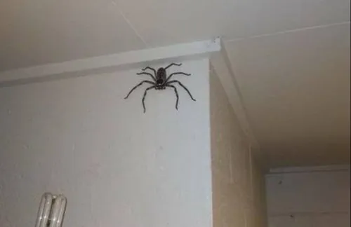 Il partage la photo d’une araignée géante, la police débarque chez...