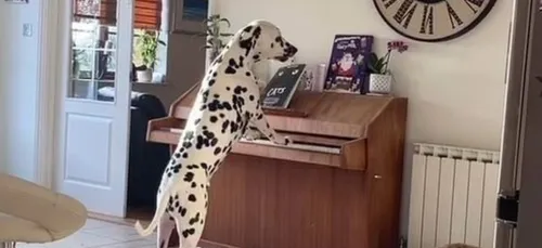 Ce chien joue du piano quand ses maîtres sont absents (Vidéo)