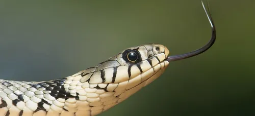 Un serpent découvert dans une salle de bain ! (Vidéo)