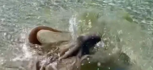 Alors qu’il filme une pieuvre sur la plage, l’animal l'attaque...