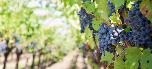 Job de rêve : gagner 8.400 euros par mois pour tester du vin, c'est...