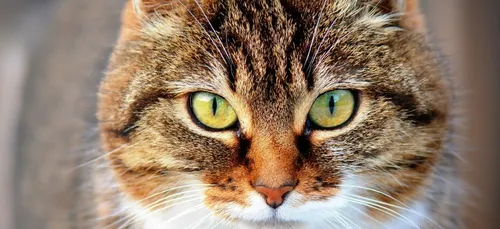 Leur chat, qu'ils croyaient avoir incinéré, revient chez eux vivant