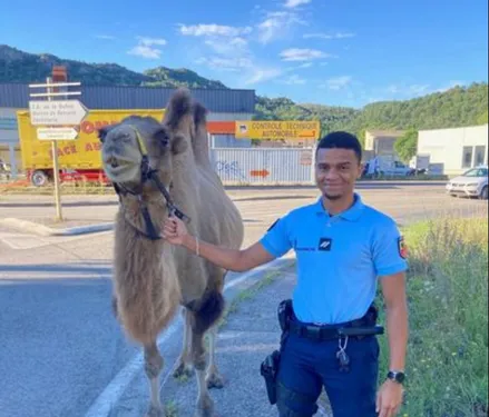 Un chameau récupéré par la gendarmerie sur un rond-point (Photo)