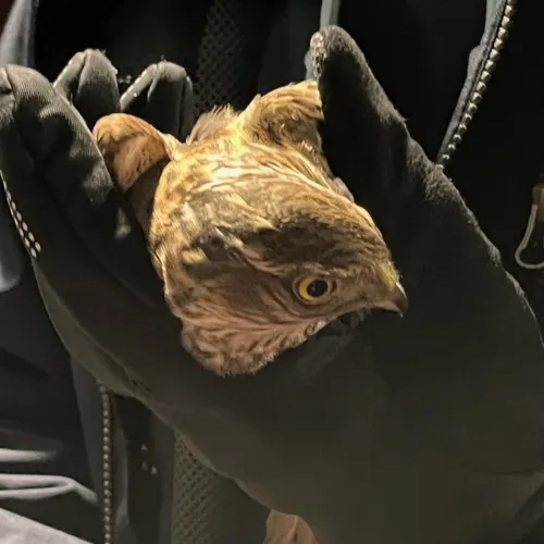 Un épervier sauvé par un hôtelier restaurateur ardennais