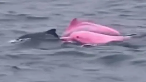 Thaïlande : une touriste italienne aperçoit un rare dauphin rose