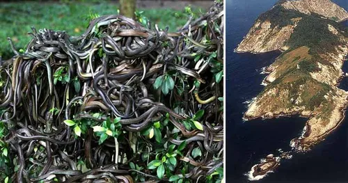 Un homme s'est faufilé sur Snake Island, la plus dangereuse des îles
