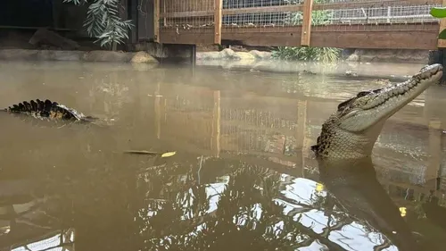 Un enfant de 3 ans jeté dans l'enclos des crocodiles au zoo...